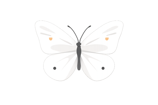 Papillon blanc symbole de renaissance