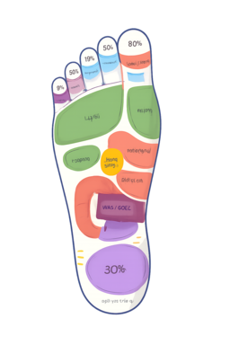 Plan de réflexologie plantaire